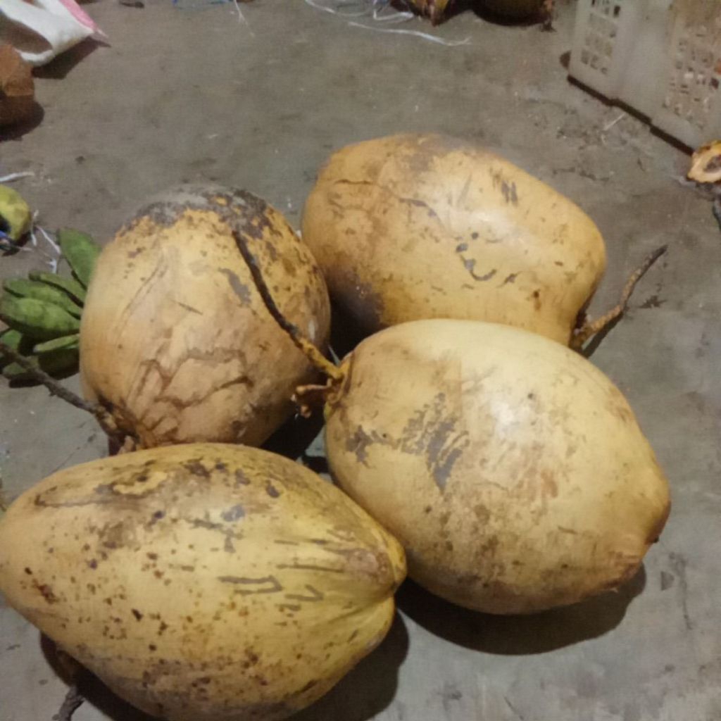 kelapa gading berat rata rata -+ 1500gram,Membantu Menyehatkan Jantung, Meningkatkan Daya Tahan Tubu