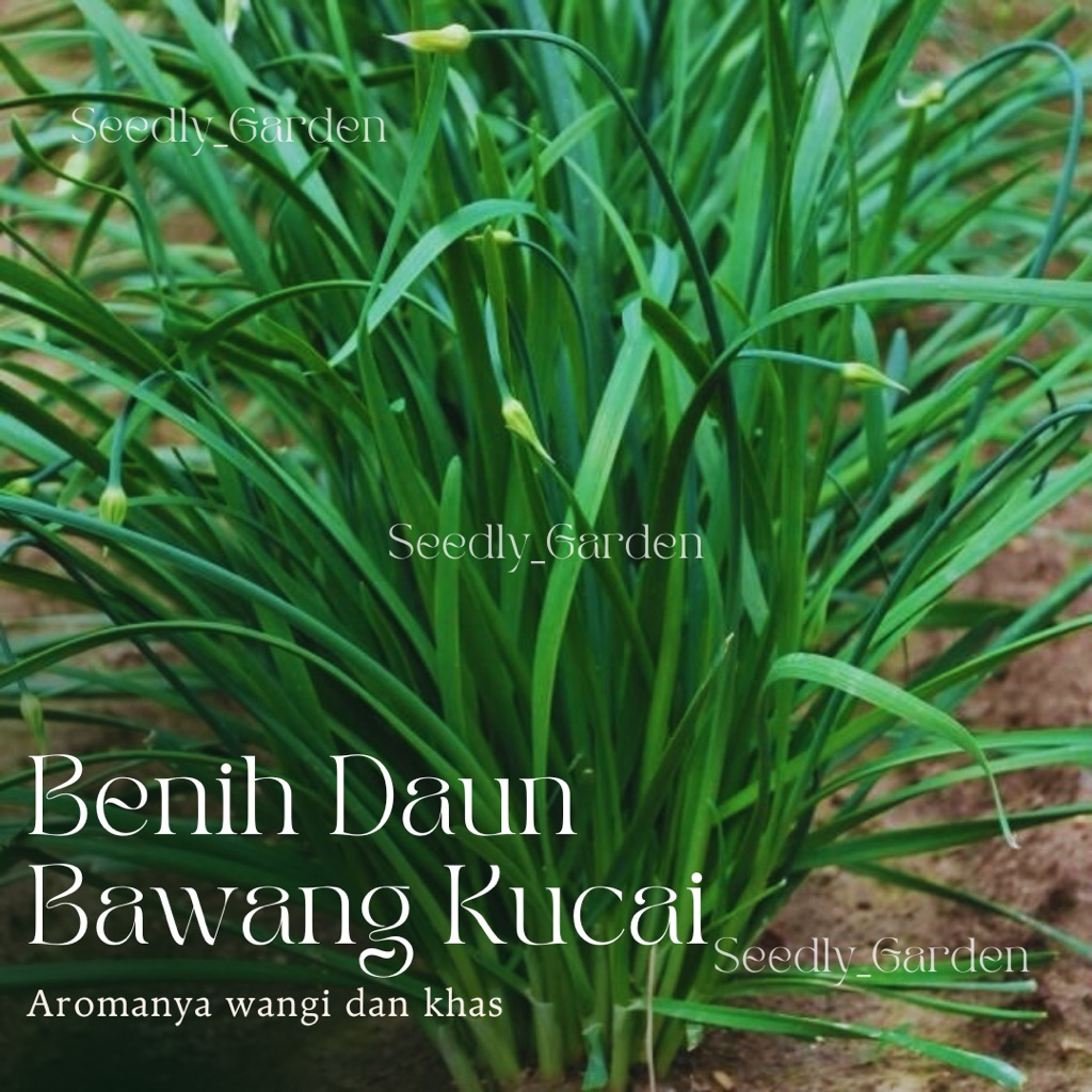 Seedly plant - 15 Butir Benih Tanaman Daun Bawang Kucai | Chieves