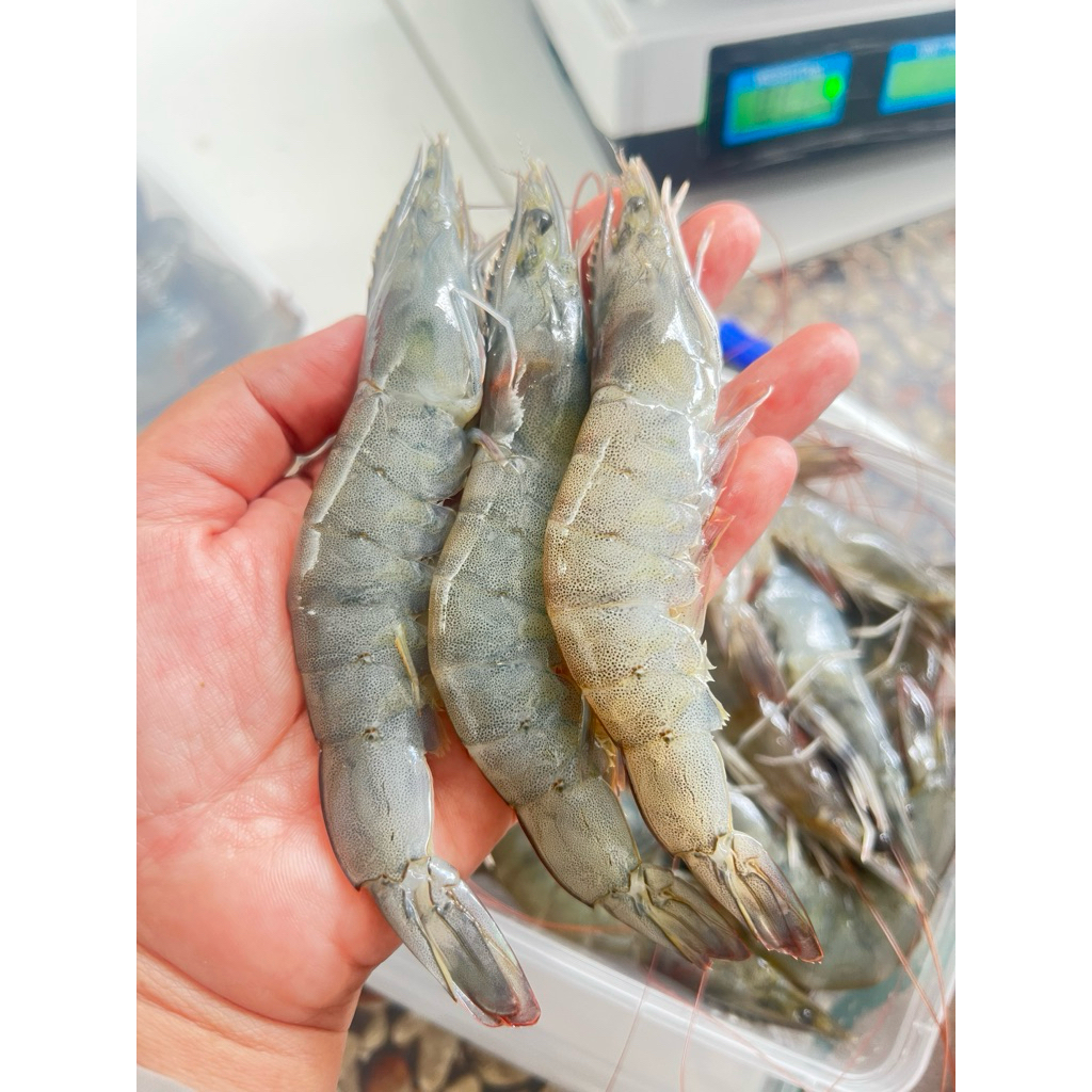 Udang Vanamei Size 40++ 1/2 Kg (500 gr)