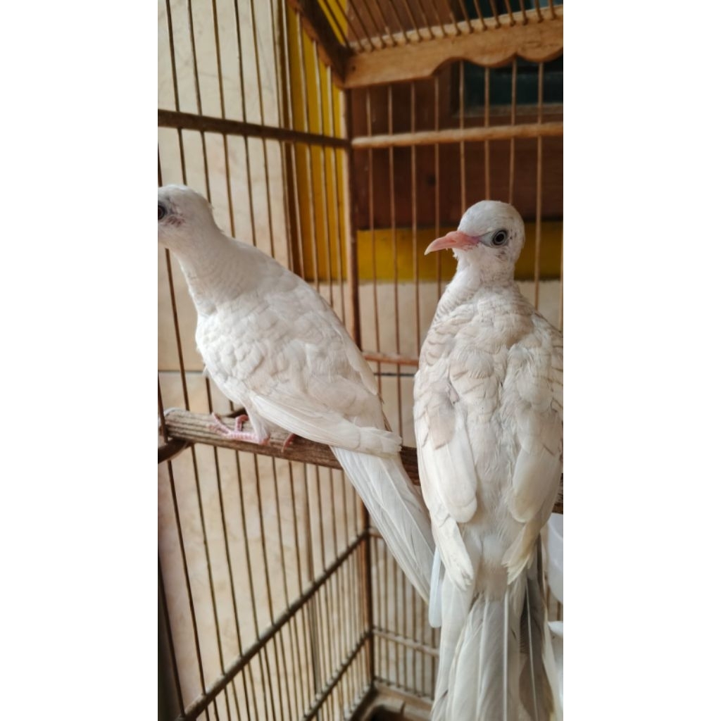 perkutut putih lurik jantan remaja