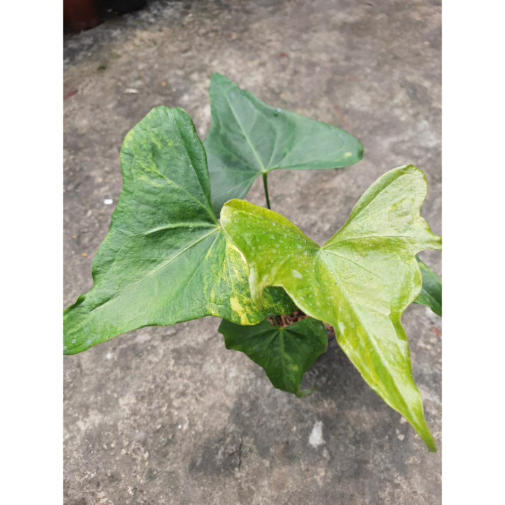 Pterodactyl Varigata