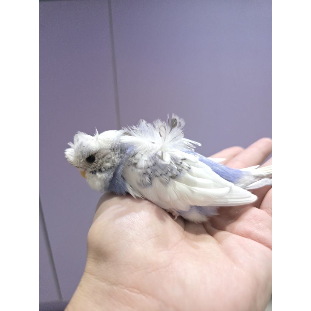 Burung parkit Hagoromo sakura budgie