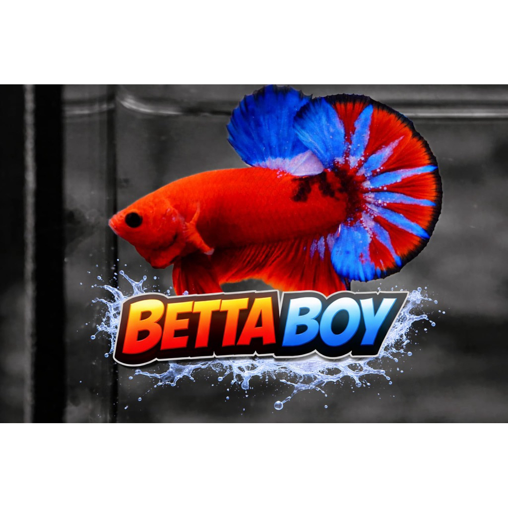 cupang Hellboy bold  red juara kontes - motip eksklusif kolektor