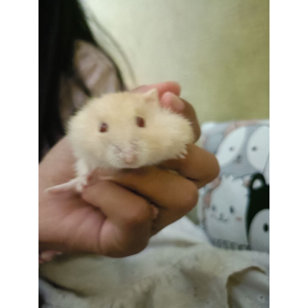 sepasang  indukan hamster Golden