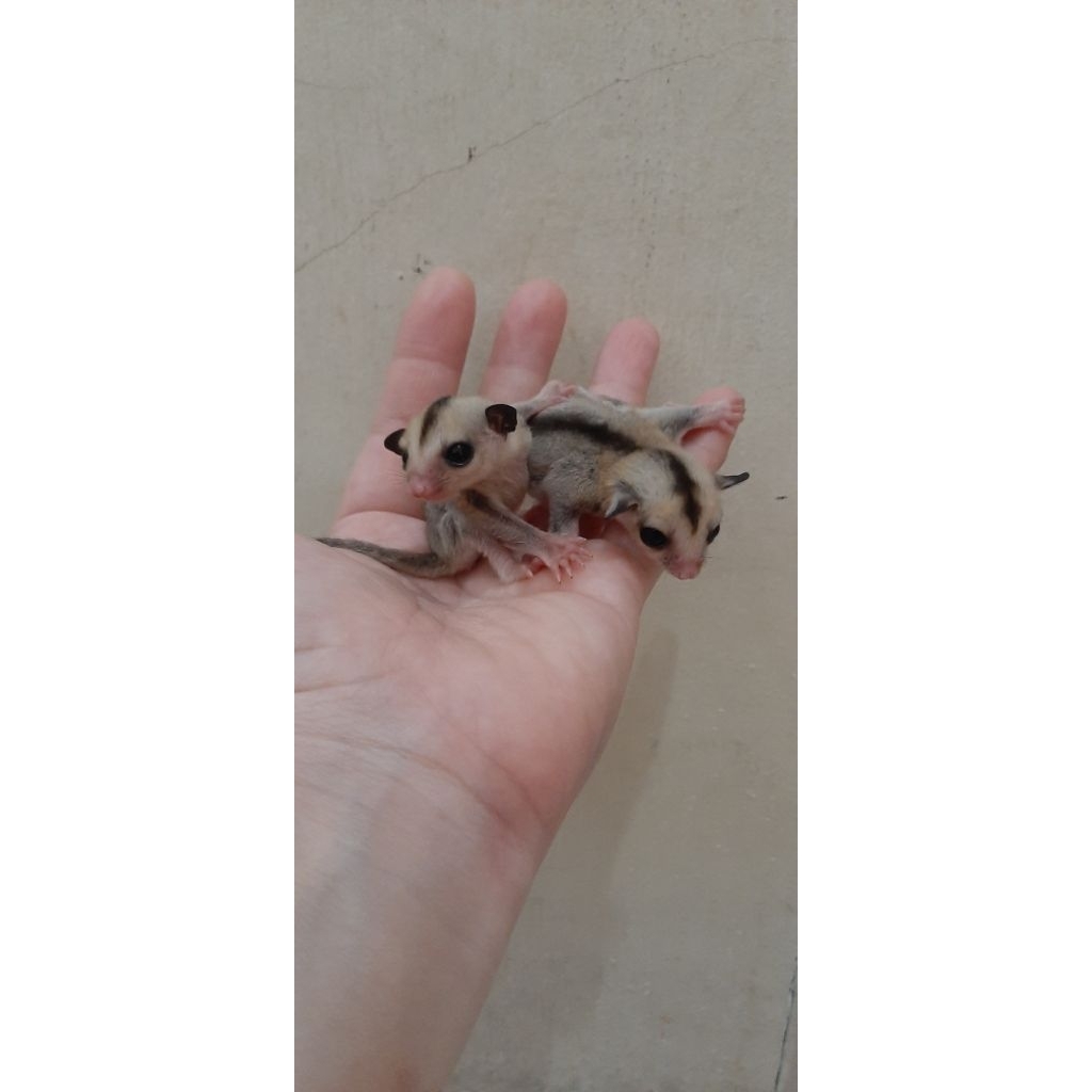 Joey Sugar Glider WF
