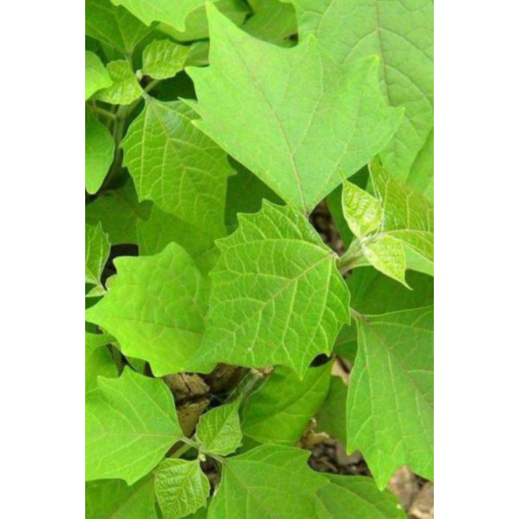 sedia bibit jati putih cabutan harga satuan