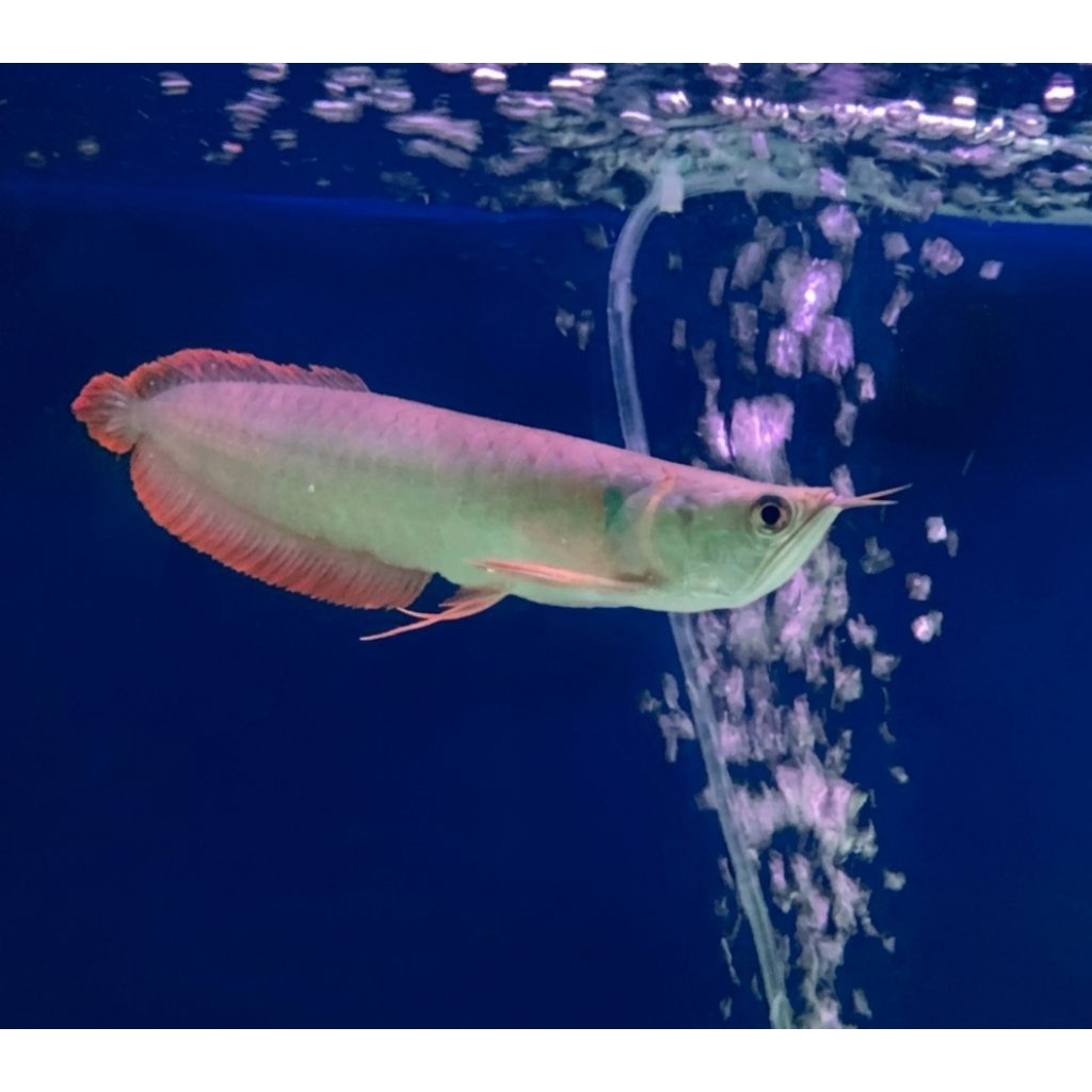 PROMO HIASAN AQUARIUM/ARWANA SILVER RED SIZE 28-30CM