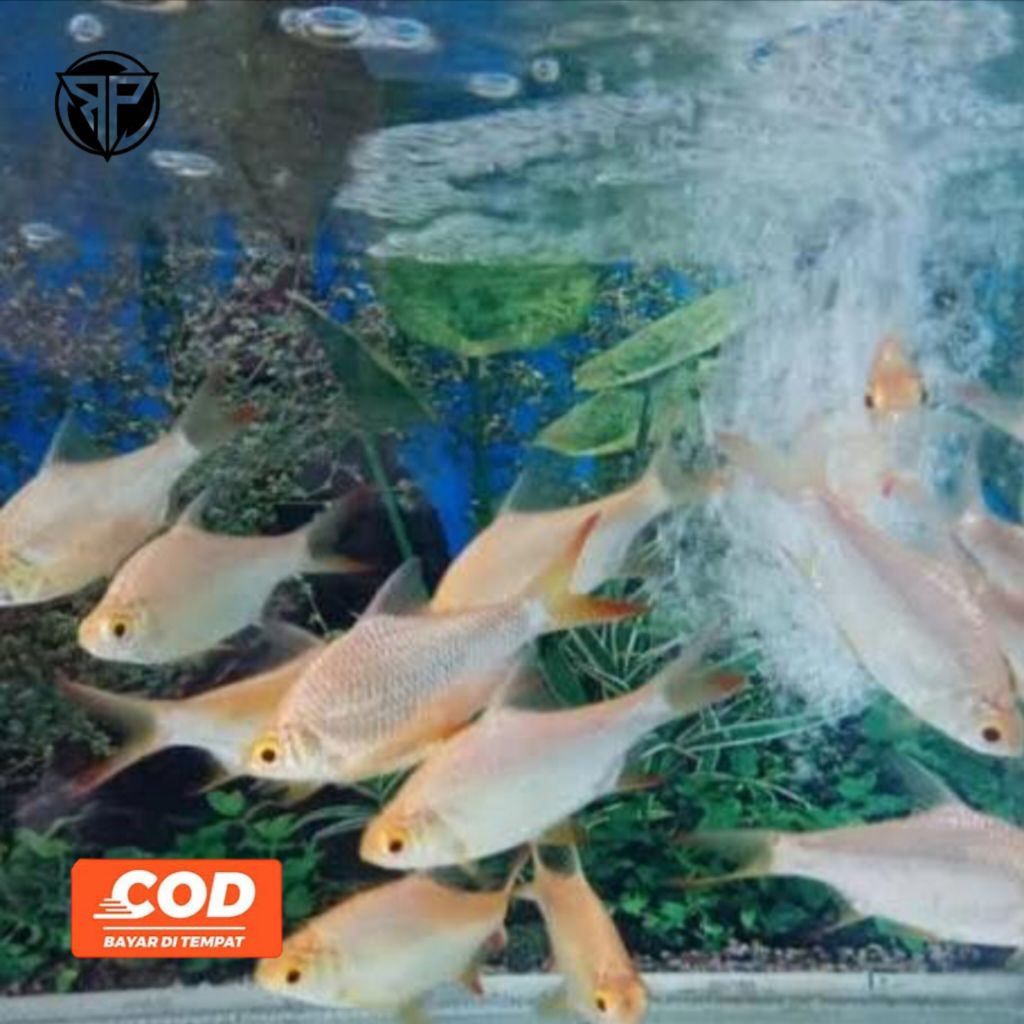 Ikan Hias Kaviat Albino Ikan Hias Air Tawar Berwarna Cantik Mata Merah Pembersih Aquarium
