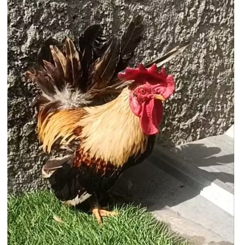 ayam kate jantan dewasa