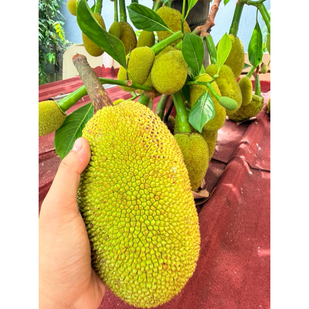 BUAH NANGKA UTUH 1 kg SURABAYA