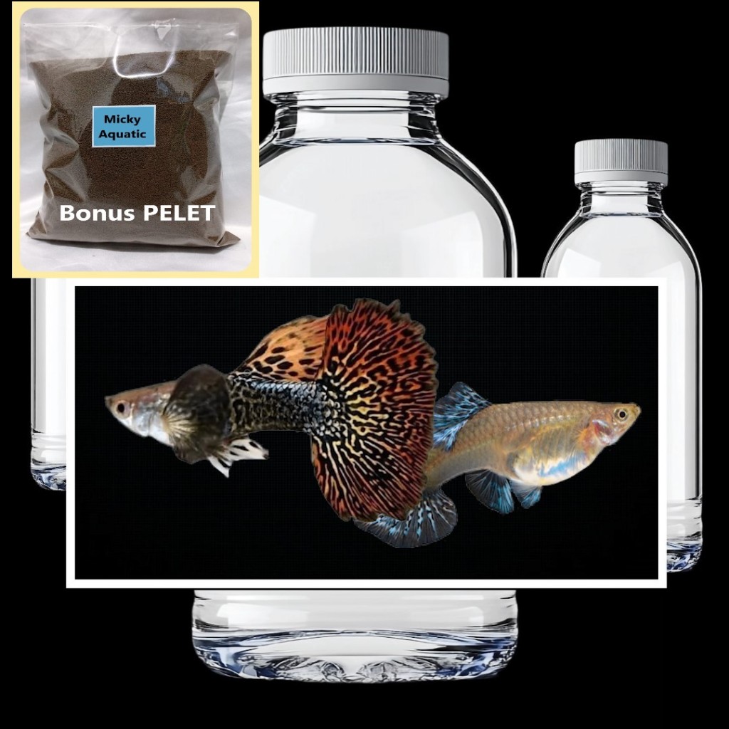 DUO Red Dragon Big Ear Bonus Pelet Guppy 10 Gram