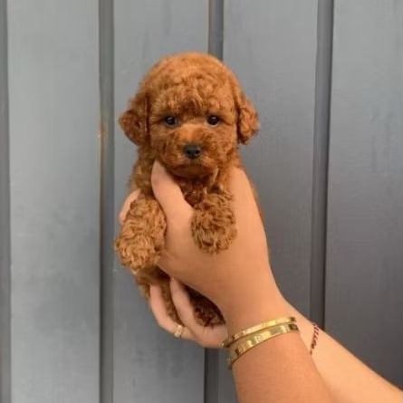 Super Red Tiny Poodle Jantan