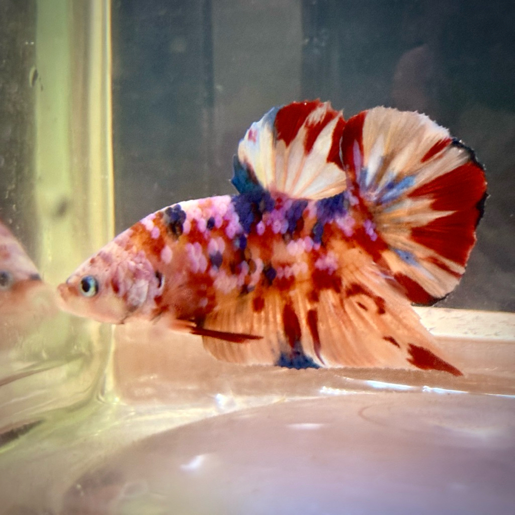 Cupang Giant Hmpk multi realpict (buy 1 get 1 random)