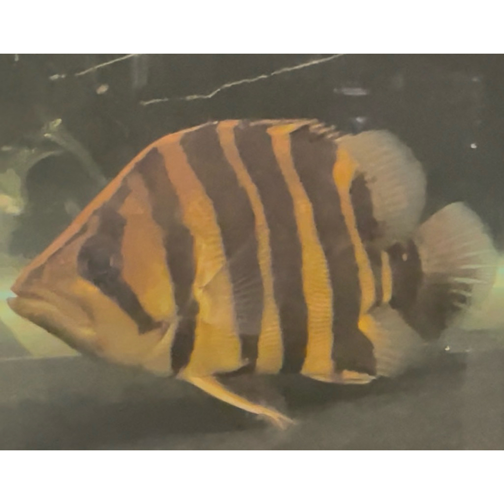 Hiasan Aquarium Ikan Datz Tiger fish 20cm