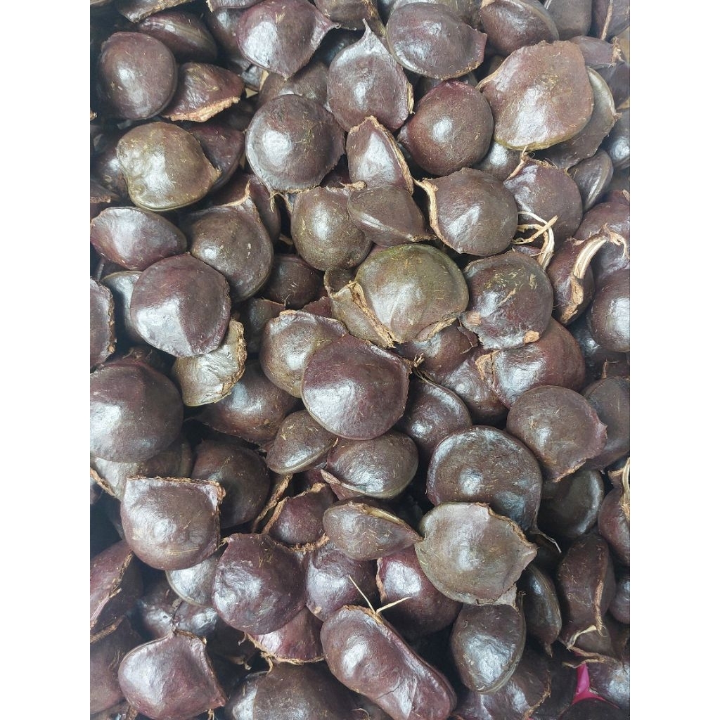 Jengkol Muda | Jengkol Golotok 1Kg