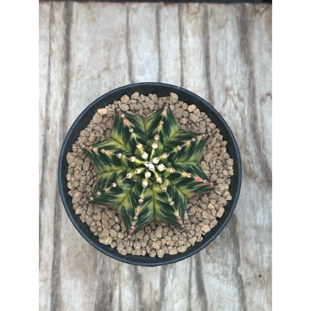 Gymno Mihanovichii Hybrid Var - 05