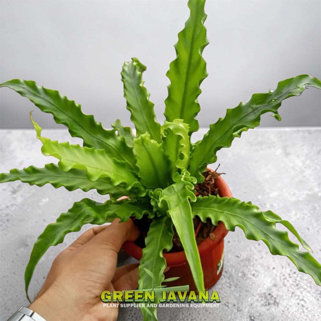 Tanaman Hias Kadaka Osaka Kadaka Osaka