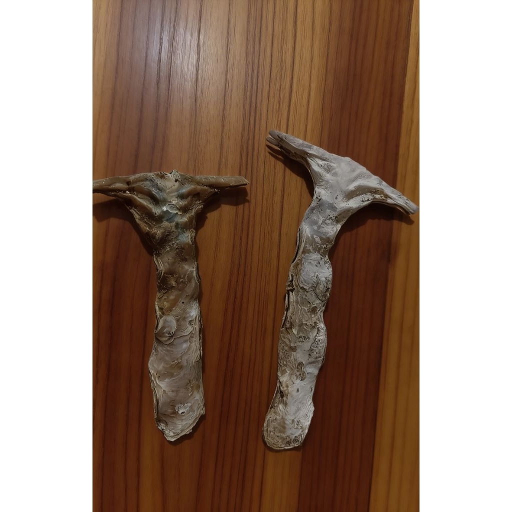 Cangkang kerang Malleus Albus