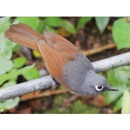 Poksay Mantel Tangerang