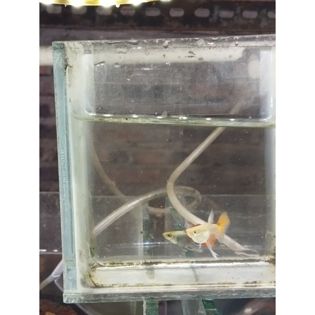 guppy prtde ribon 1 pasang