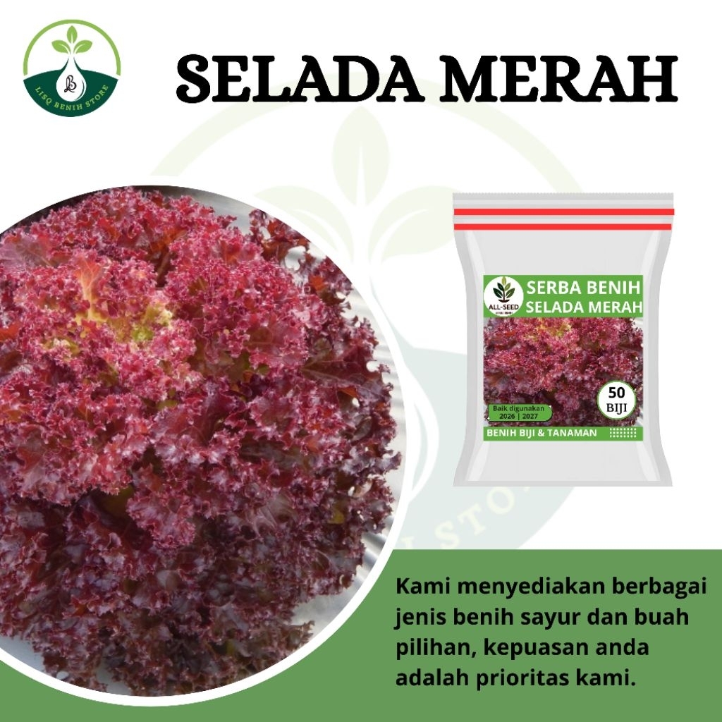 { 50 BIJI } Benih selada merah / bibit selada