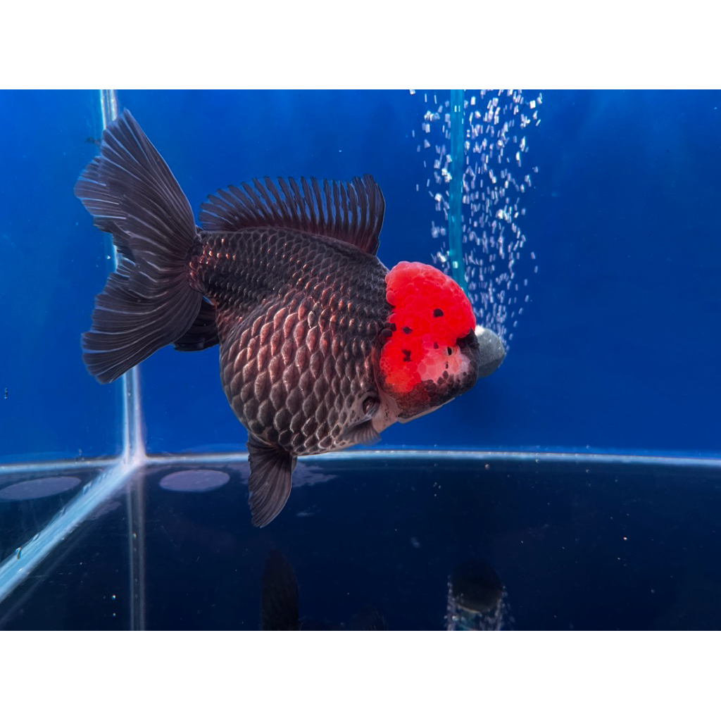 Ikan Mas koki oranda Tricolor size jumbo