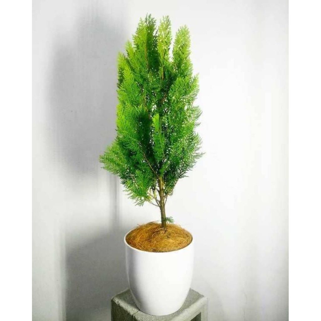 BIBIT POHON CEMARA KIPAS TINGGI 30-50CM//POHON CEMARA KIPAS//TANAMAN HIAS CEMARA KIPAS