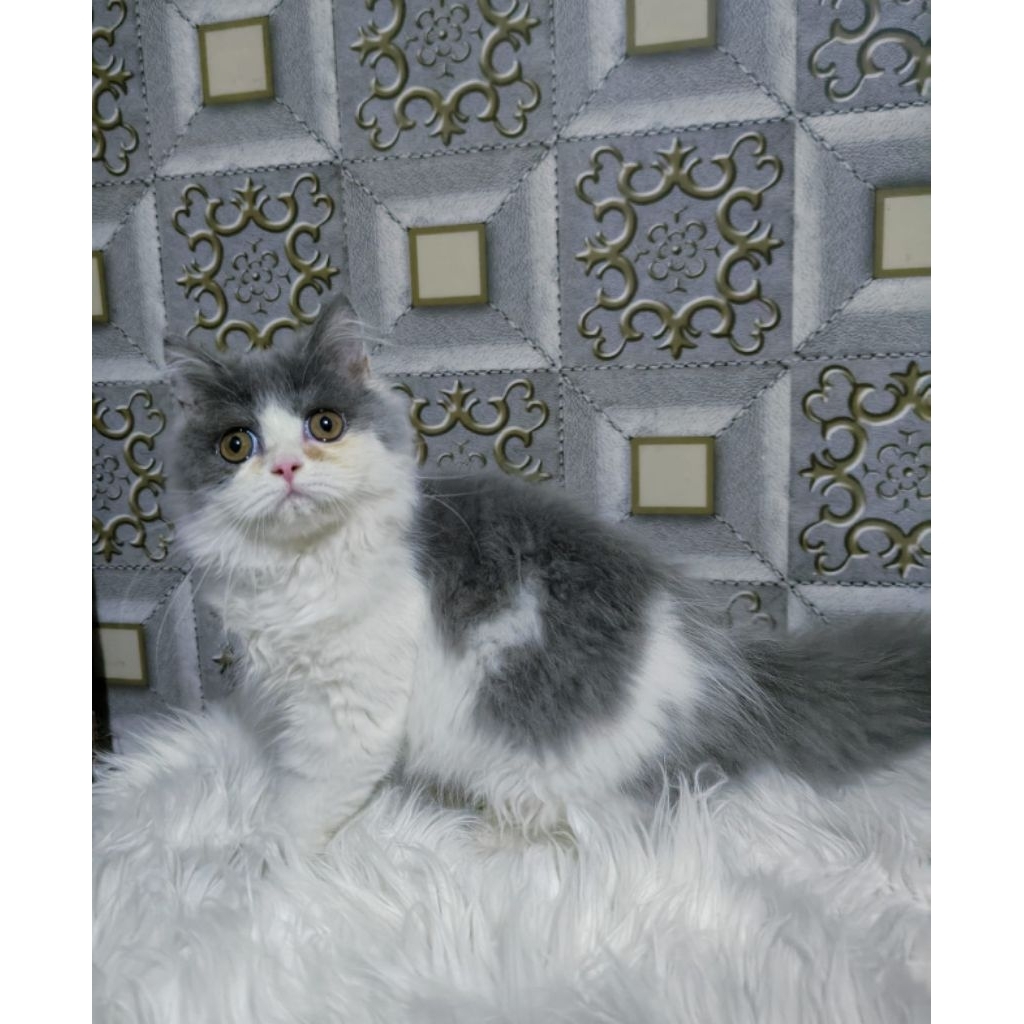 Kucing  Persia Anggora Himalaya Ragdoll Kitten Anak Kucing