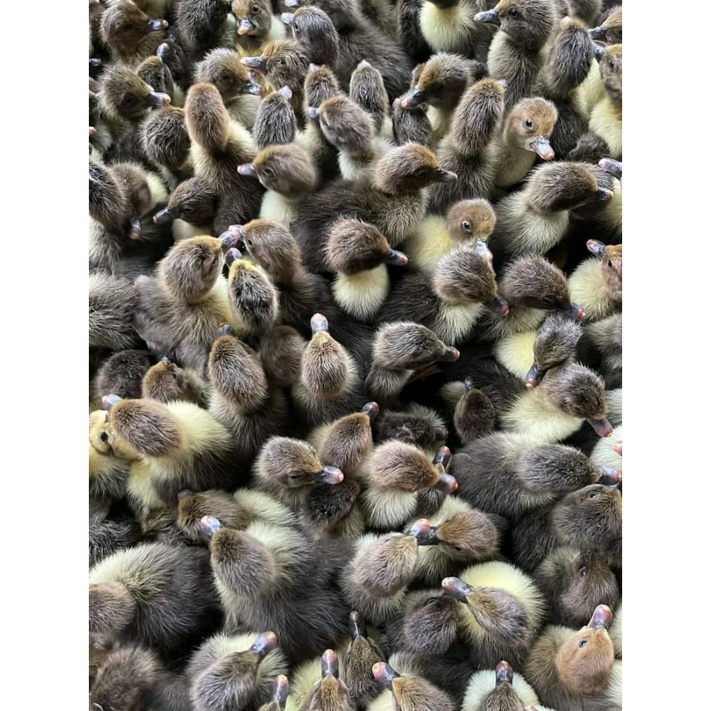 BEBEK DOD HIBRIDA HITAM. anak bebek hibrida. beli 15 GRATIS 1