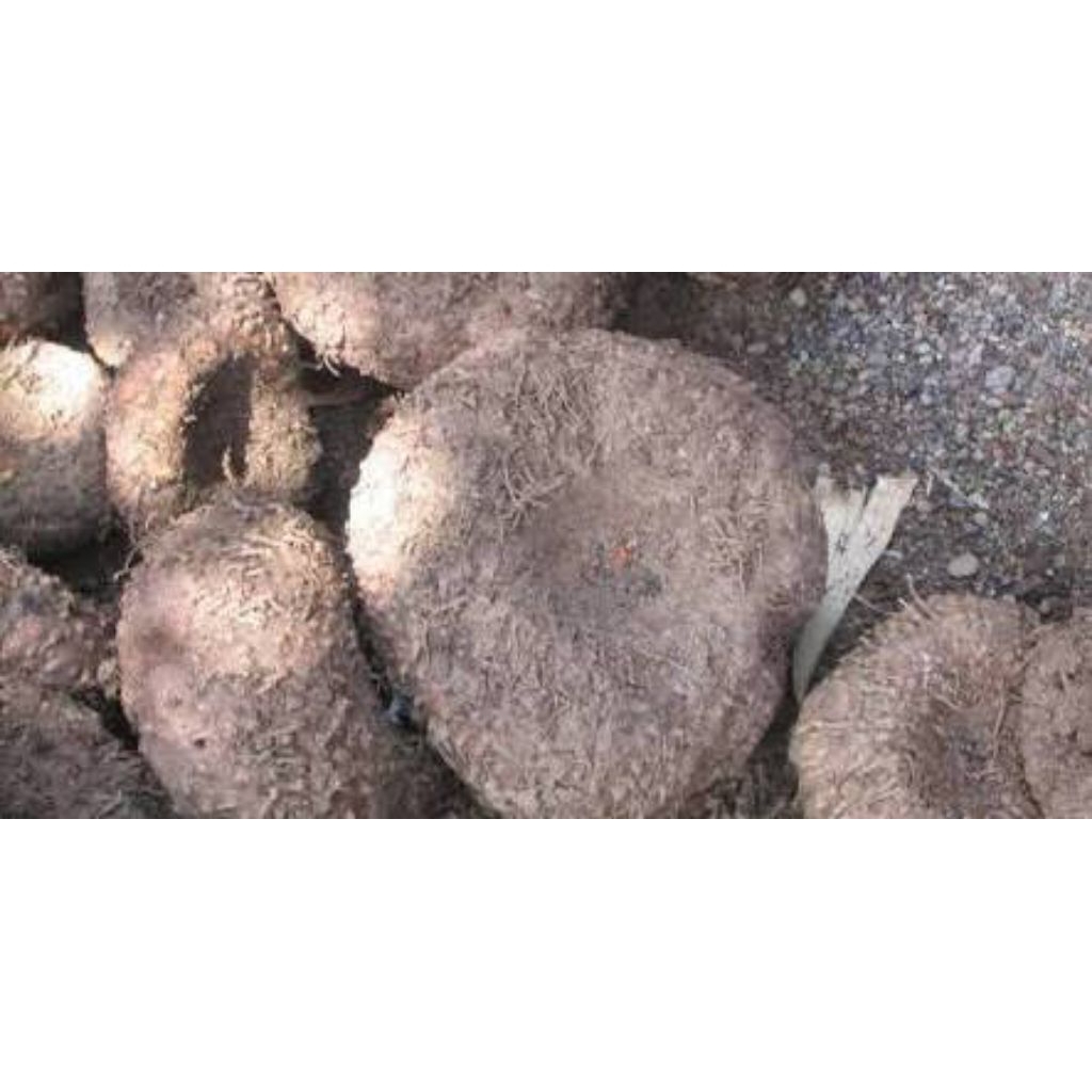 ubi iles-iles bukan porang 1 kilo