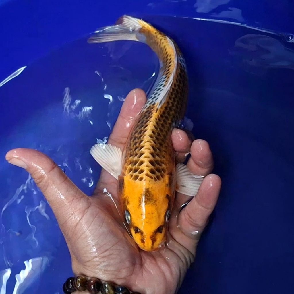 Ikan Koi Blitar Jenis Kujaku / Rumah Koi Jakarta / kode 0011
