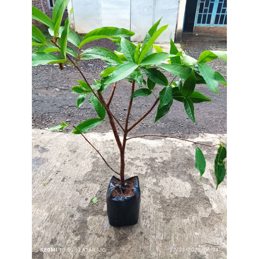 bibit cangkok jambu cincalo tebu