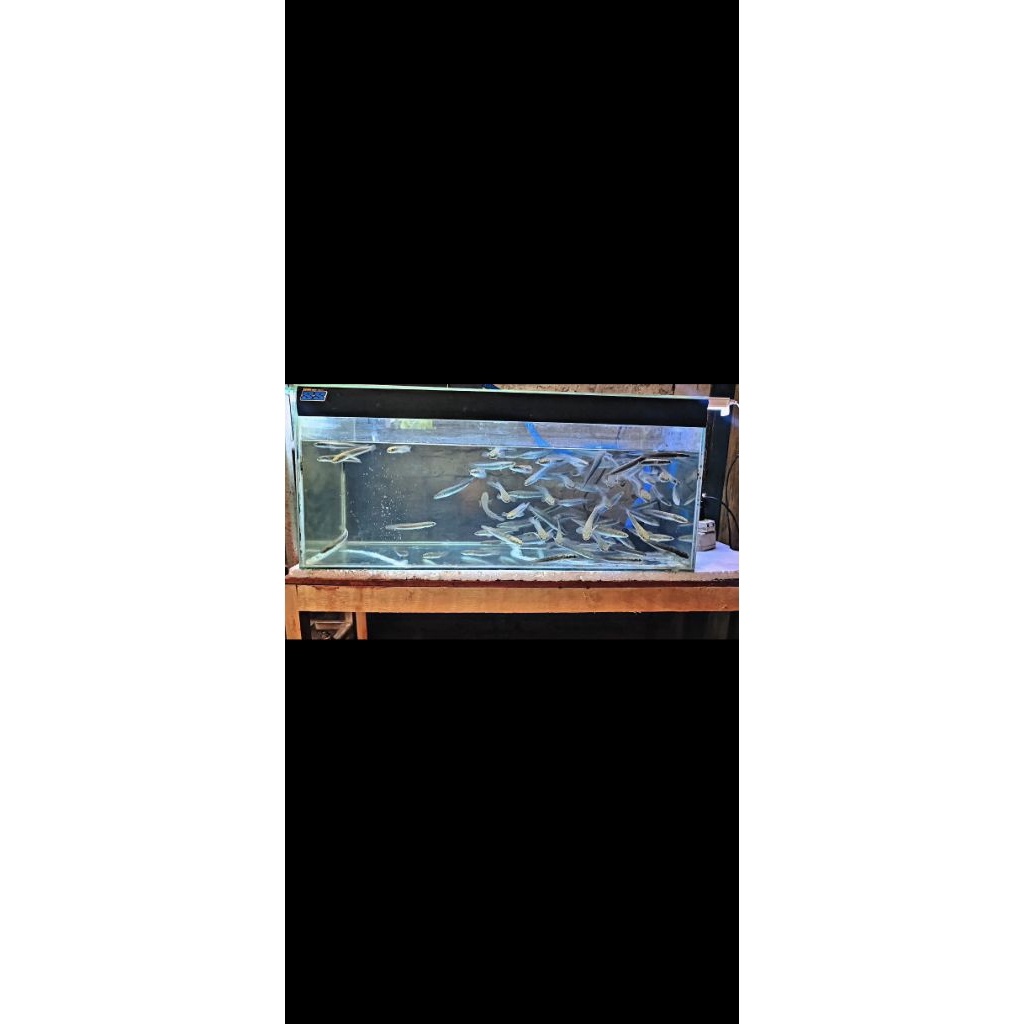 ganbar ikan channa ys 10cm