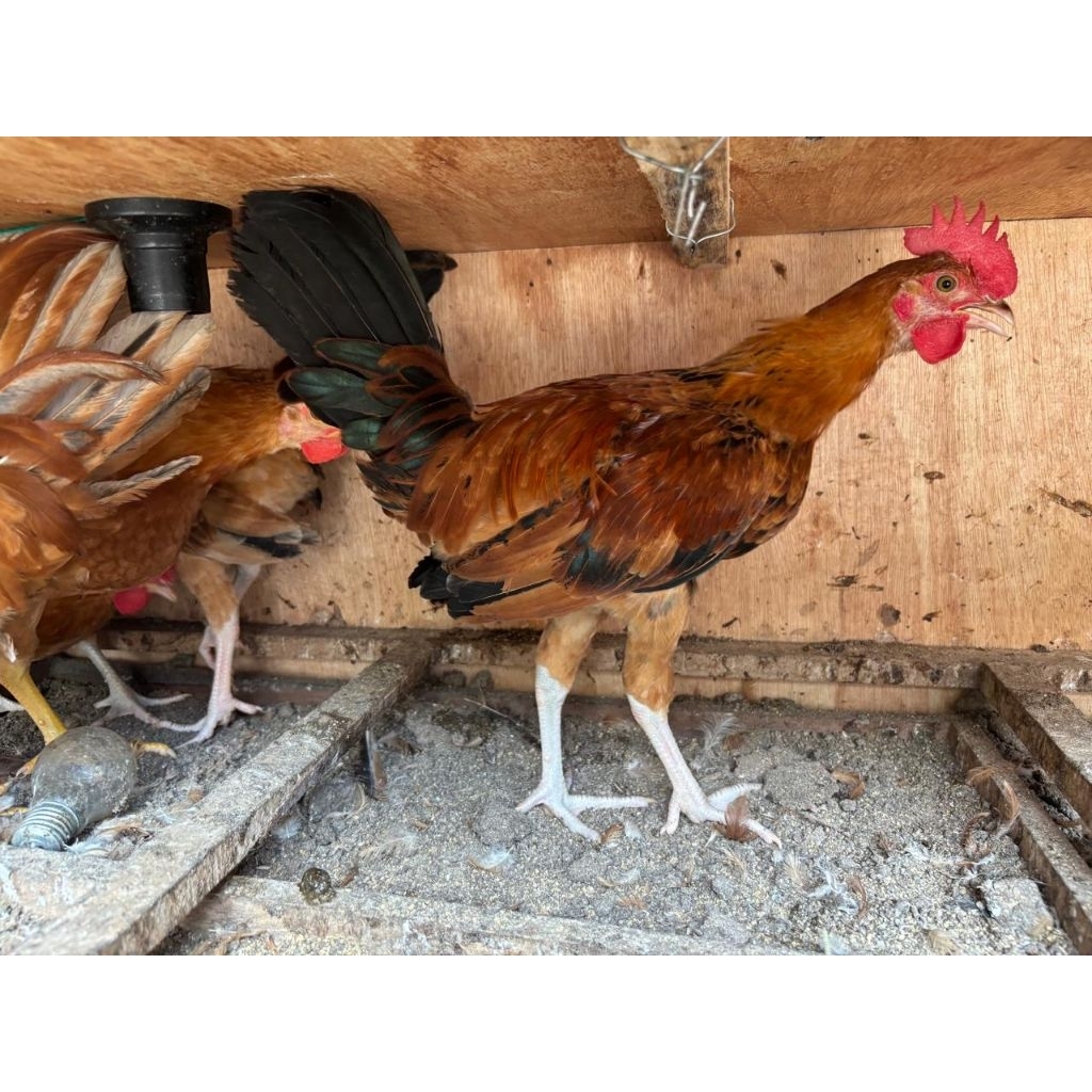 Ayam Elba Jantan Usia 3 bulan