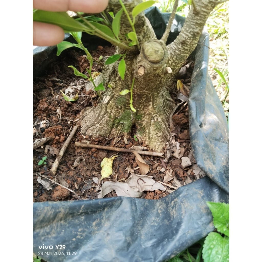 kimeng pecah batang 8 dan 16 bahan bonsai ( bonus pupuk)