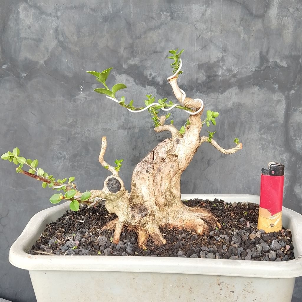 Sancang bogel bahan bonsai mame small sesuai foto
