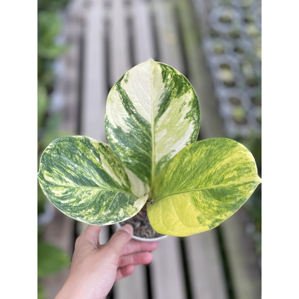 JEMANI VARIGATA PUTIH ANTHURIUM