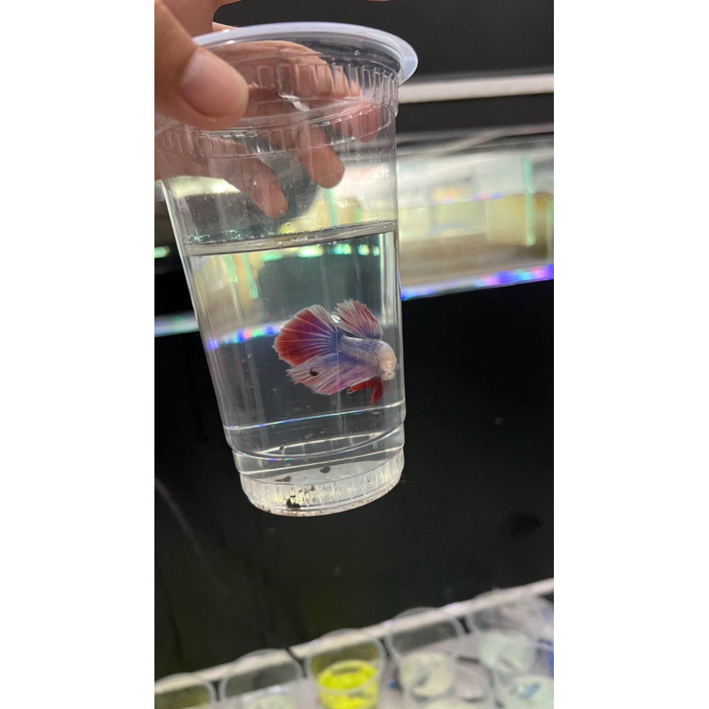 hiasan ikan cupang HM murah