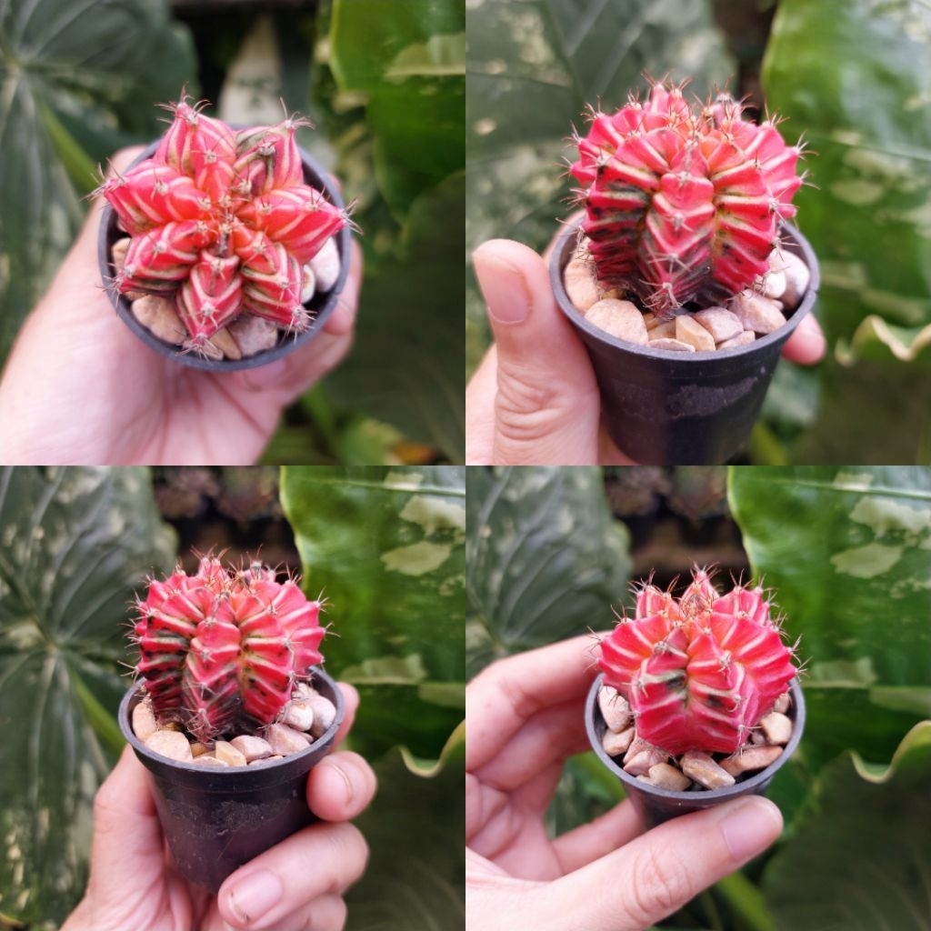 Kaktus Palembang Gymnocalycium Gymno Hybrid Daydream