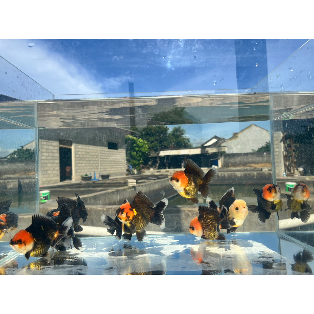 ikan hias maskoki oranda tancho(size 8-10 cm)