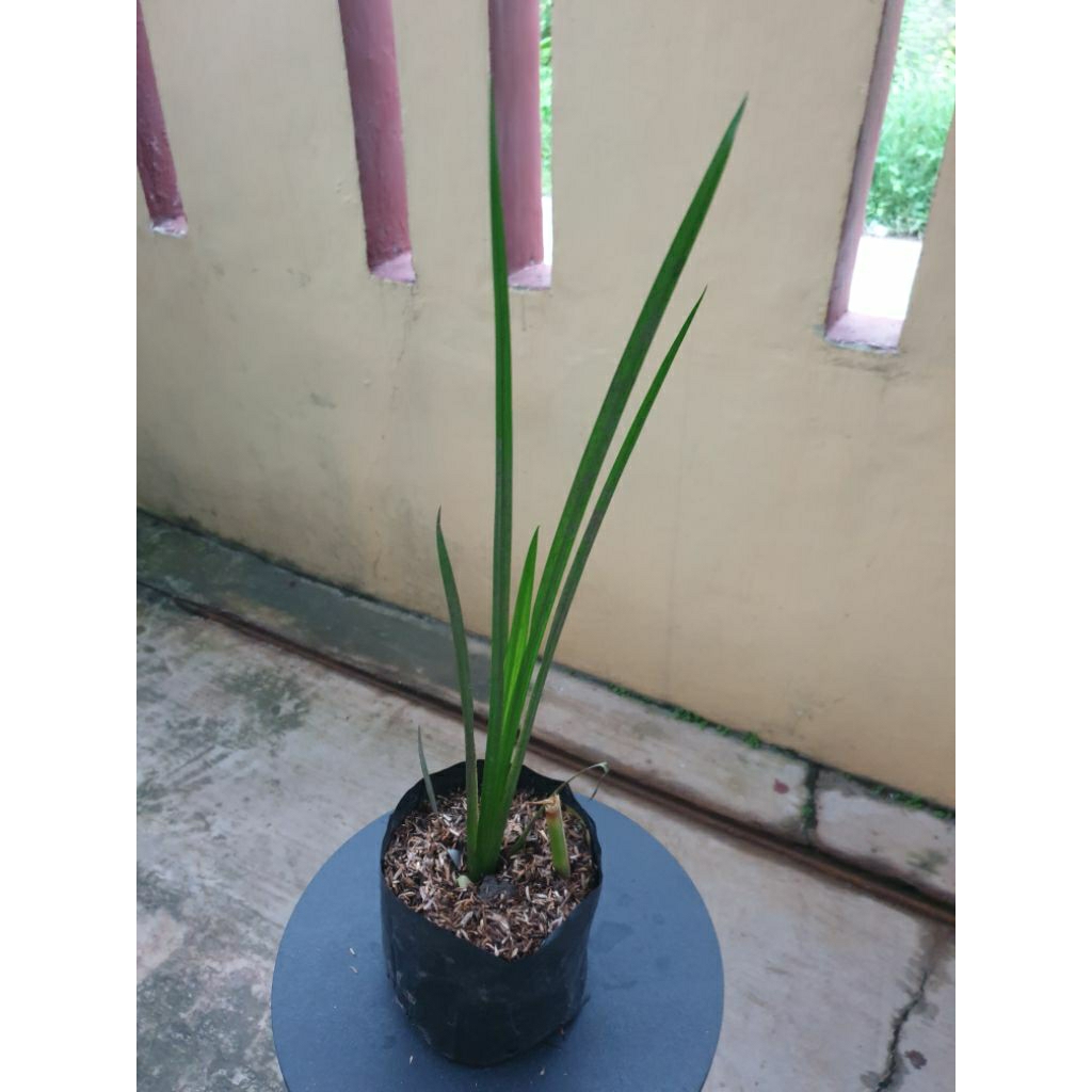 Tanaman Jerangau Jeringo Dlingo