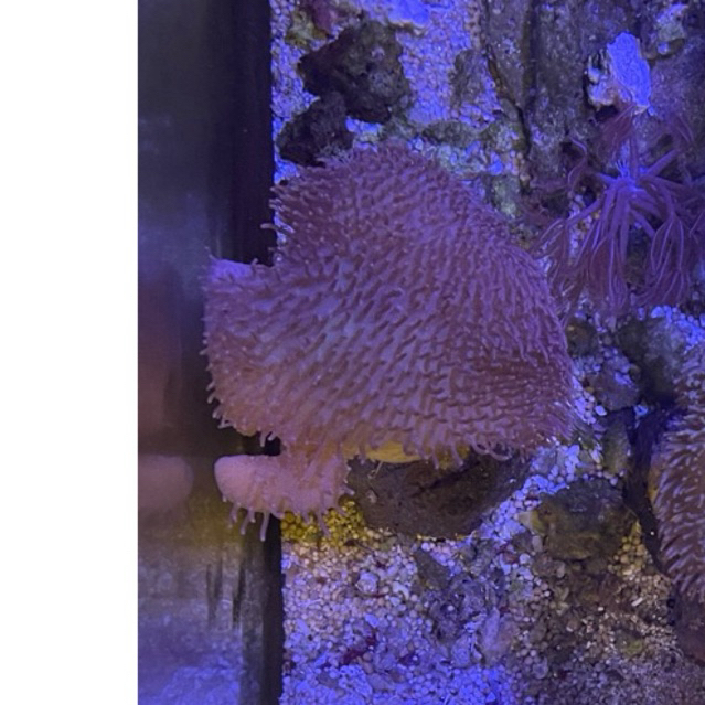 hiasan coral softies payungan coklat