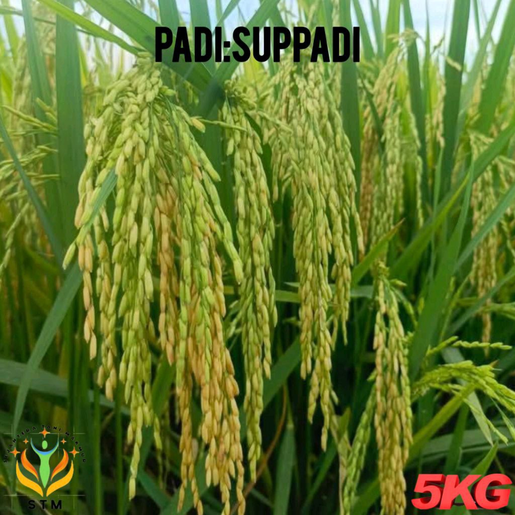 Bibit Padi Suppadi 56 Super Kemasan 5Kg Kualitas Terunggul
