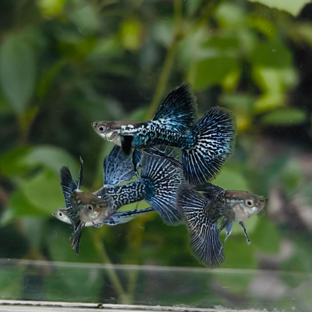 guppy blue dragon ribbon