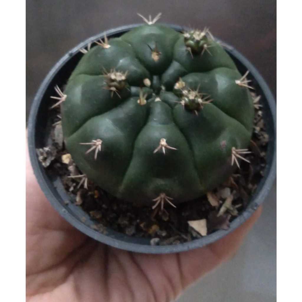 Gymnocalycium subs.damsi (purple) Kaktus Gymno Damsi Ungu diameter 4 cm lebih