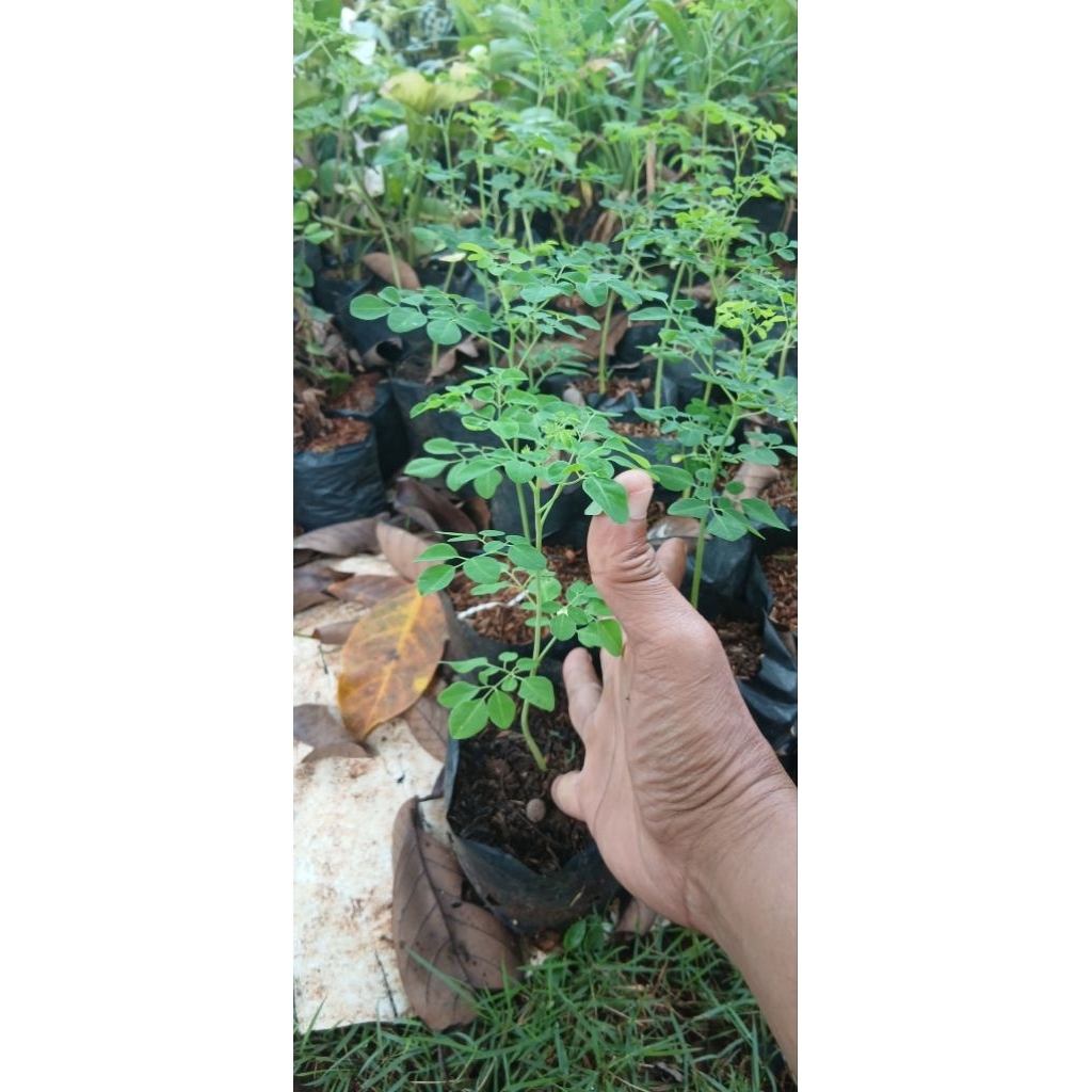 bibit pohon kelor siap tanam