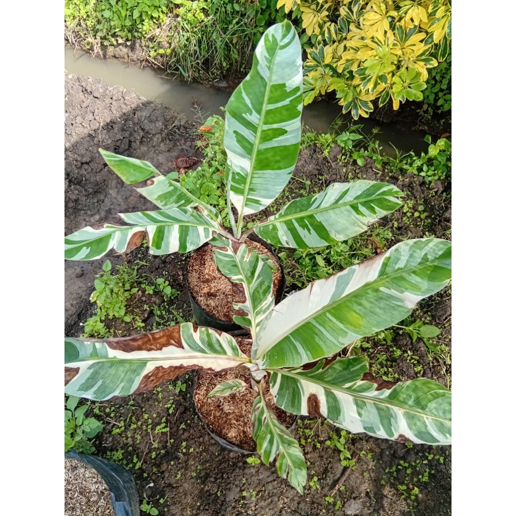Bibit Tanaman Buah Pisang Varigata Florida Mudah Berbuah Tinggi 40-50cm (Buahnya Bisa Dikonsumsi)
