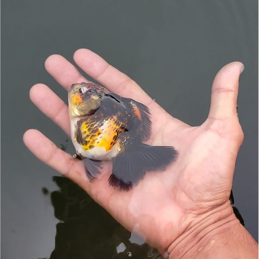 ikan hias maskoki oranda longtail calico size 9-11 cm