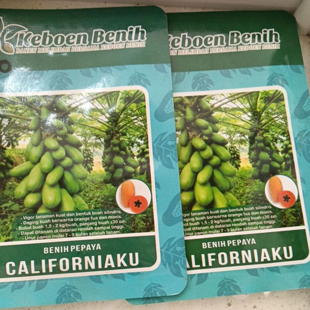 Benih bibit Pepaya Californiaku
