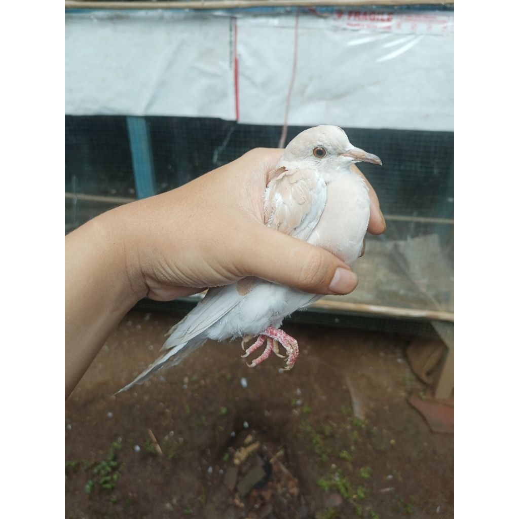 Puter trah pelung sudah buny1